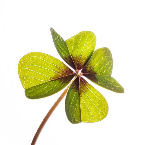 Klavertje vier (geluk)