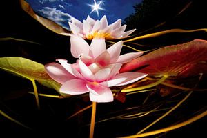 Reflection of a water lily