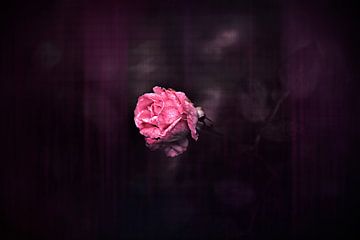eenzame roze roos