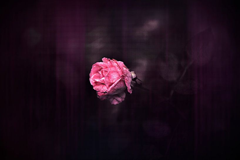 eenzame roze roos van Ribbi