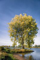 Autumn tree on the Meuse