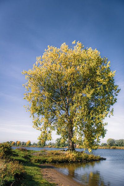 Herfstboom aan de Maas van Ingeborg Ruyken