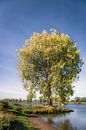 Herfstboom aan de Maas van Ingeborg Ruyken thumbnail