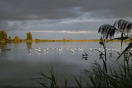 Ruhe bei den Oostvaardersplassen