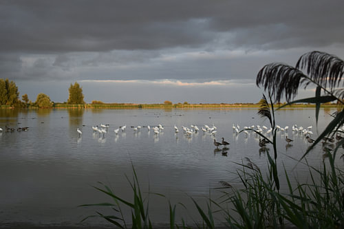Ruhe bei den Oostvaardersplassen