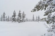 bomen onder de sneeuw van Robin van Maanen thumbnail