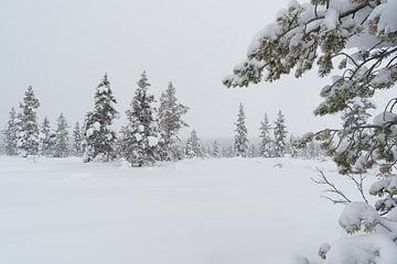 bomen onder de sneeuw