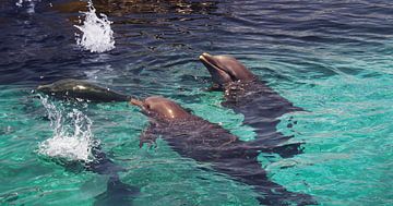 Dolfijnen op Curaçao van Melissa vd Bosch
