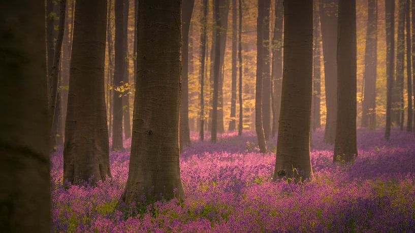 Hallerbos 1 van Geert Huyskens Photography