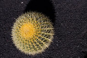 Cactus van Ronald Bruijniks