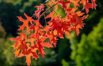 Rode bladeren van de esdoorn in de herfst van Animaflora PicsStock