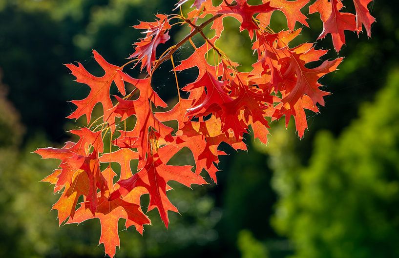 Feuilles rouges de l'érable en automne par Animaflora PicsStock