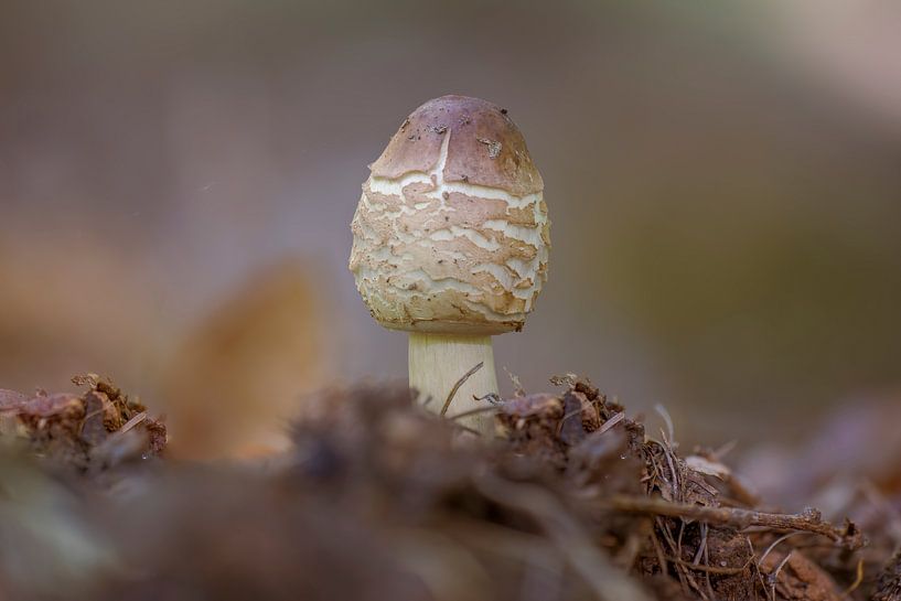 Parasol mushroom growing on the ground of deciduous forest in autumn by Mario Plechaty Photography