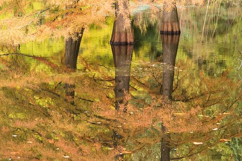 Flooded ( Moerascipressen in herfstsfeer met reflectie in het water)