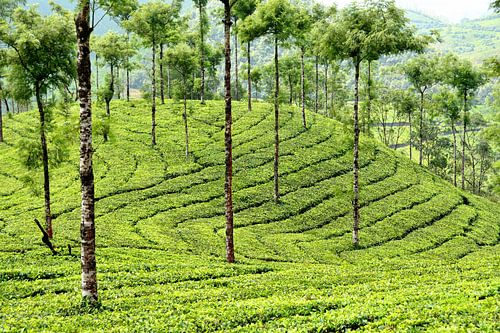 Tea plantation in Munnar, India