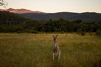 Kangoeroe in Mount Kosciuszko National Park