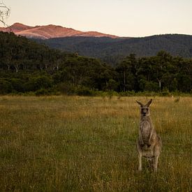 Kangaroo in Mount Kosciuszko National Park by ellen