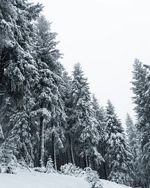 Mystischer Wald von Max Müller