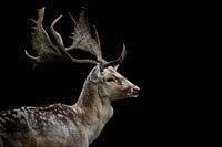 Damhert Stag