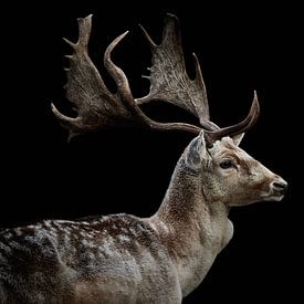 Fallow deer Deer by Thomas Marx