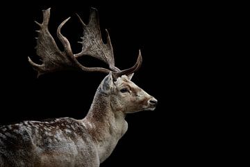 Fallow deer Deer