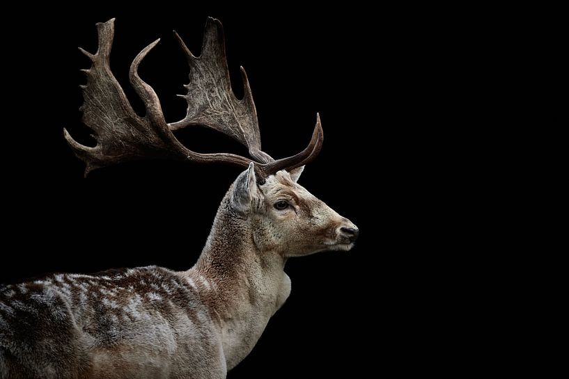Fallow deer Deer by Thomas Marx