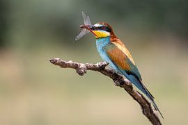 Guêpier d'Europe avec libellule sur Teresa Bauer