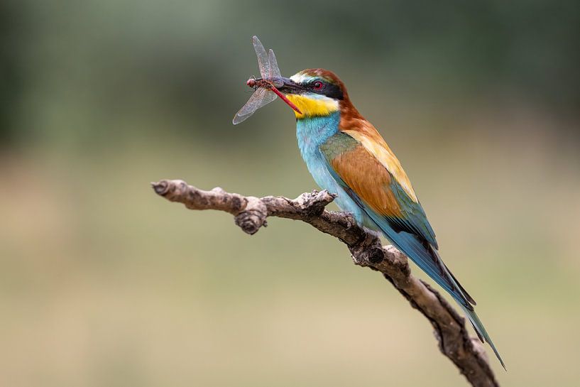 Bijeneter met libel van Teresa Bauer