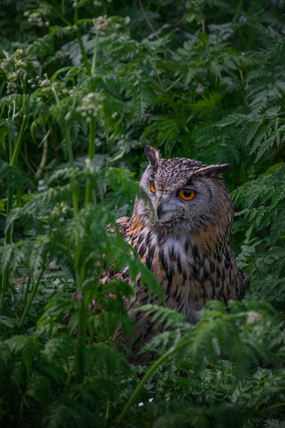 Eagle owl in the field by Patrick Verhoef