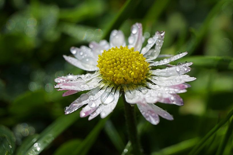 Gänseblümchen mit Tropfen von Toni Stauche
