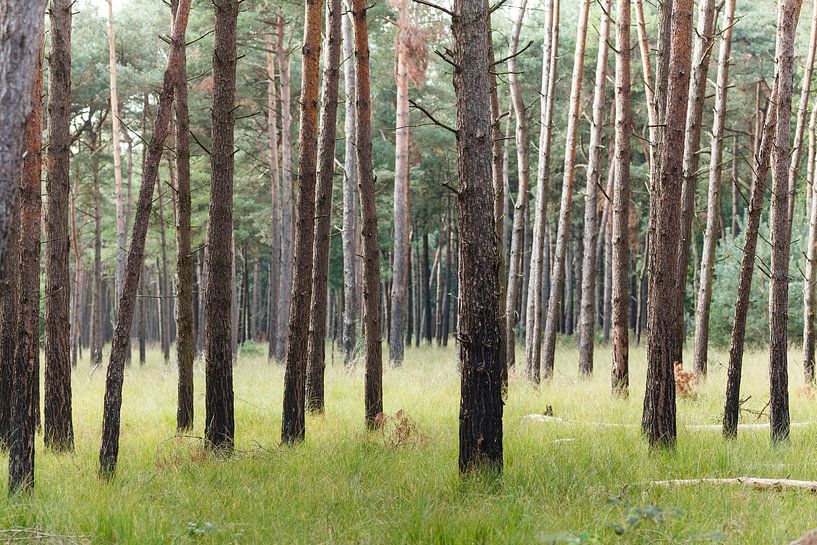 See through the forrest van Paul Oosterlaak