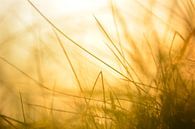 Coucher de soleil à travers l'herbe dans la région d'Achterhoek par Arno Wolsink Aperçu