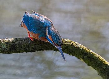 Eisvogel sucht nach Fischen