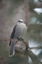 Grey Jay / Gray Jay ( Perisoreus canadensis ) in winter, perched on a twig of a conifer tree, watchi by wunderbare Erde