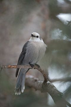Grey Jay / Gray Jay ( Perisoreus canadensis ) in winter, perched on a twig of a conifer tree, watchi