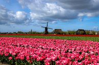 Tulip field near Obdam with seesaw mill by René Groeneveld thumbnail