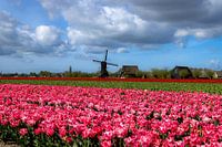 Tulip field near Obdam with seesaw mill