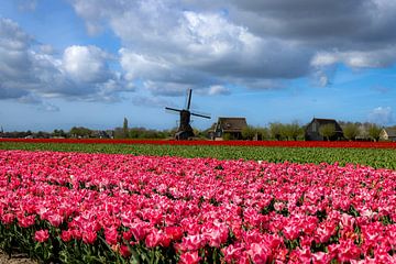 Tulip field near Obdam with seesaw mill