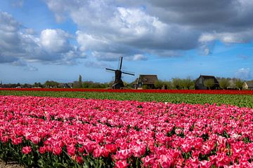 Tulpen veld bij Obdam met Wipmolen van René Groeneveld