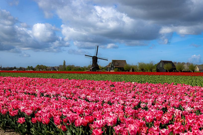 Tulip field near Obdam with seesaw mill by René Groeneveld