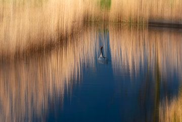 Goose among the reeds. by Franke de Jong