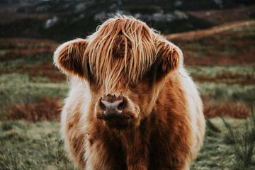 Scottish Highlander