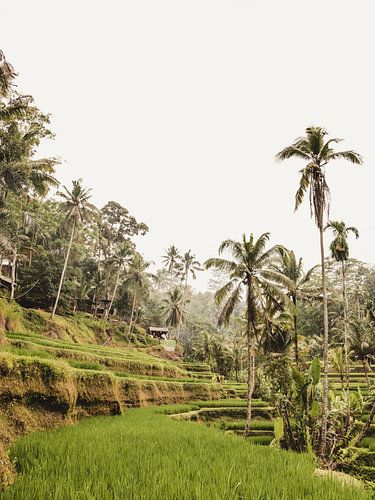 Tegalalang Rice Terrace Ubud Bali 2