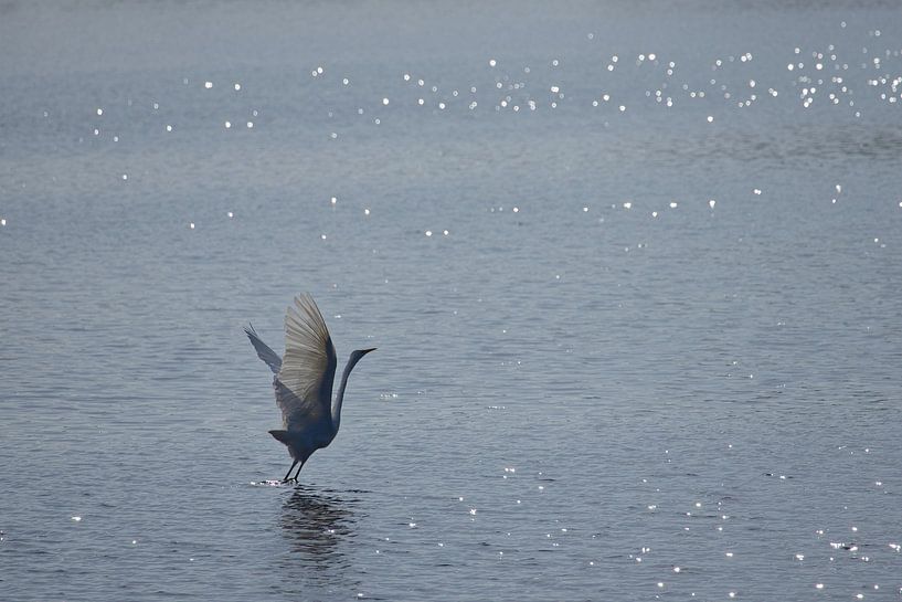 Kraanvogeldans van Frank Briske