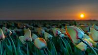 Tulpen op Texel van Texel360Fotografie Richard Heerschap thumbnail