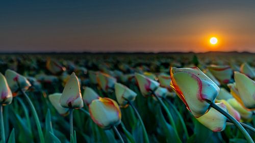 Tulpen op Texel
