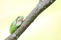 Tree frog soft tones