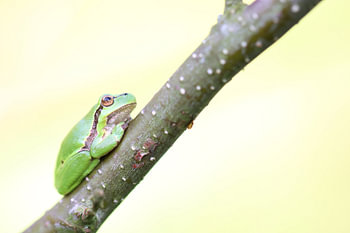 Laubfrosch sanfte Töne