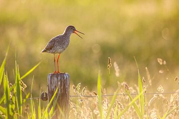 Common redshank in beautiful light by Anja Brouwer Fotografie