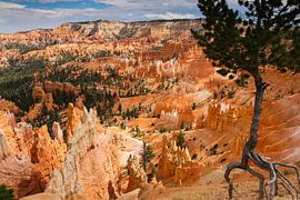 Bryce-Canyon-Nationalpark von Ilya Korzelius